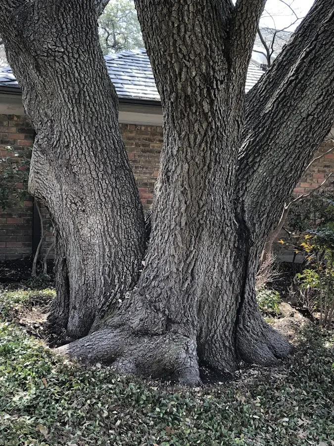 Mature heritage tree close to a Mashantucket property cared for by certified arborists